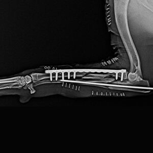 2.0mm veterinary ao orthopedic implants titanium reconstruction locking plate