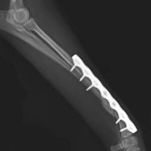 2.0mm veterinary ao orthopedic implants titanium reconstruction locking plate