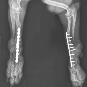 2.0mm veterinary ao orthopedic implants titanium reconstruction locking plate