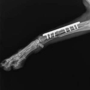 2.0mm veterinary ao orthopedic implants titanium reconstruction locking plate