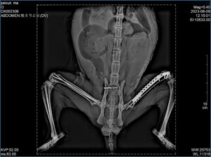 veterinary hip joint