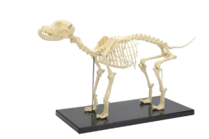 veterinary bone