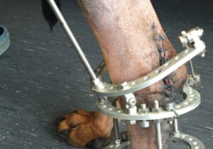 veterinary external fixation