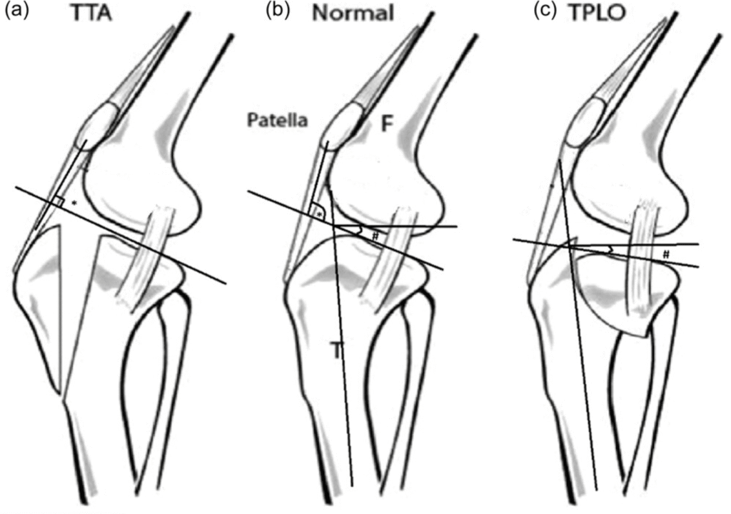 tta biomechanics showing 90 degree patellar tendon angle.jpg