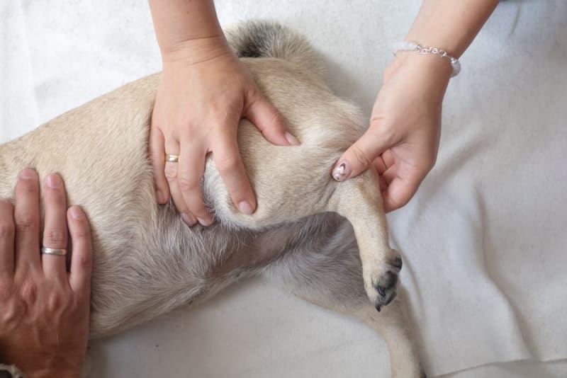 veterinarian examining dog knee before tta surgery